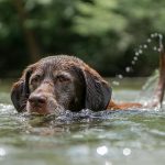 Dog Poop Pickup in Lake Angelus