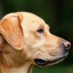 Dog Poop Pickup in Lake Angelus