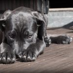 Dog Poop Pickup in Lake Angelus