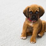 Dog Poop Pickup in Lake Angelus